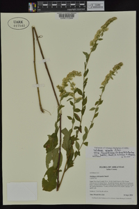 Solidago arguta var. boottii image