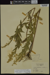 Solidago altissima subsp. altissima image