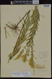 Solidago altissima subsp. altissima image