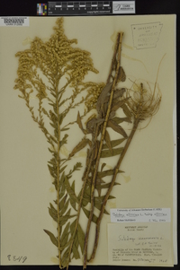 Solidago altissima subsp. altissima image