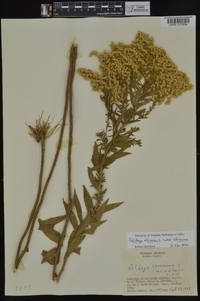 Solidago altissima subsp. altissima image