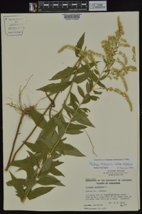 Solidago altissima subsp. altissima image