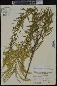 Solidago altissima subsp. altissima image