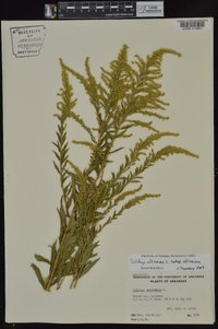 Solidago altissima subsp. altissima image