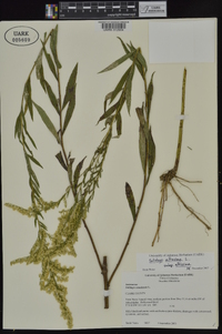 Solidago altissima subsp. altissima image