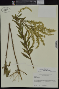 Solidago altissima subsp. altissima image