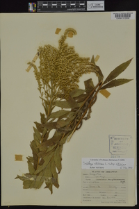 Solidago altissima subsp. altissima image