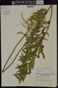 Solidago altissima subsp. altissima image