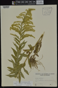 Solidago altissima subsp. altissima image