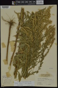 Solidago altissima subsp. altissima image