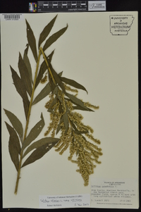 Solidago altissima subsp. altissima image