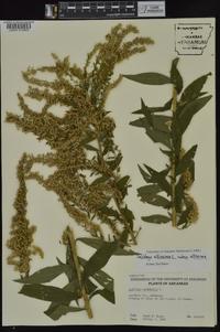 Solidago altissima subsp. altissima image