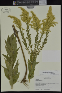 Solidago altissima subsp. altissima image