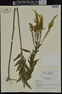 Solidago altissima subsp. altissima image