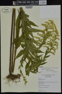 Solidago altissima subsp. altissima image