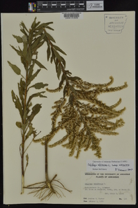 Solidago altissima subsp. altissima image