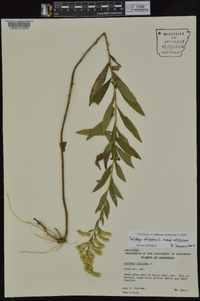 Solidago altissima subsp. altissima image