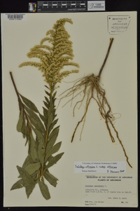 Solidago altissima subsp. altissima image