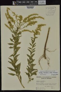 Solidago altissima subsp. altissima image