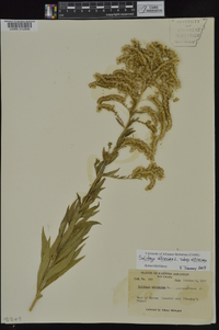 Solidago altissima subsp. altissima image