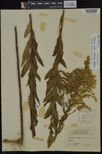 Solidago altissima subsp. altissima image