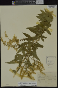 Solidago altissima subsp. altissima image