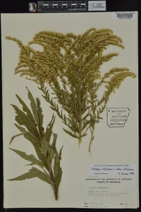 Solidago altissima subsp. altissima image