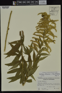 Solidago altissima subsp. altissima image