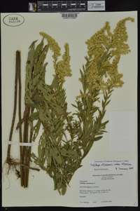 Solidago altissima subsp. altissima image