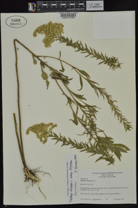 Solidago altissima subsp. altissima image