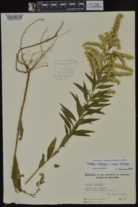 Solidago altissima subsp. altissima image