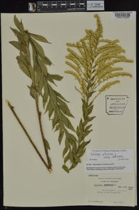 Solidago altissima subsp. altissima image