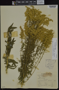 Solidago altissima subsp. altissima image