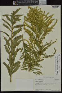 Solidago altissima subsp. altissima image