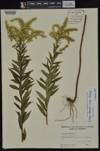 Solidago altissima subsp. altissima image