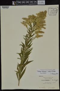 Solidago altissima subsp. altissima image