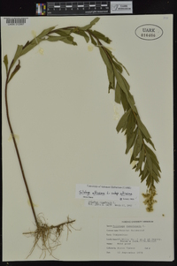 Solidago altissima subsp. altissima image