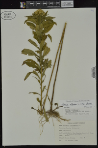 Solidago altissima subsp. altissima image