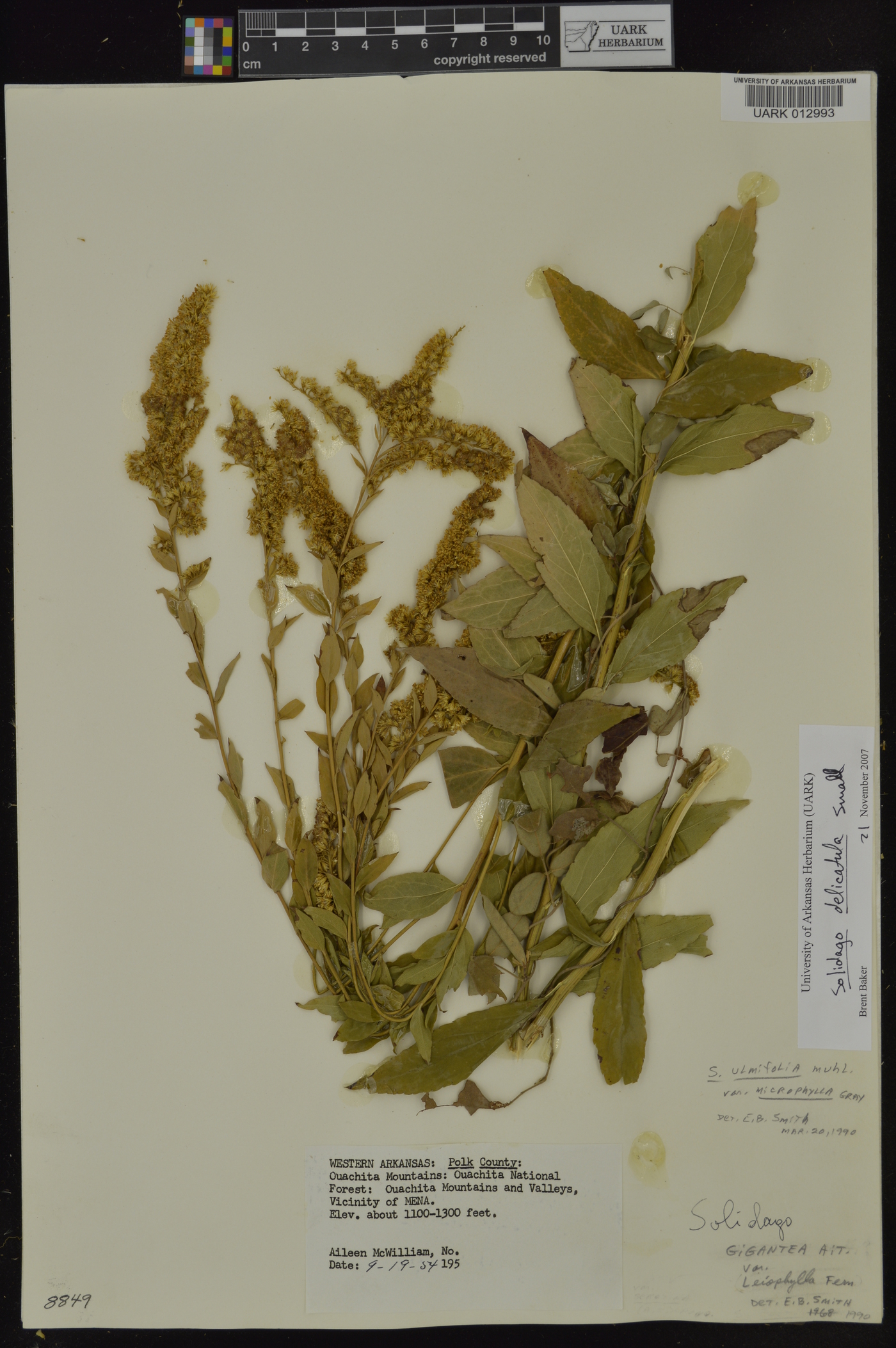 Solidago delicatula image