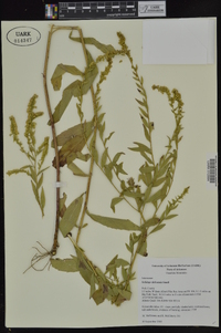 Solidago delicatula image