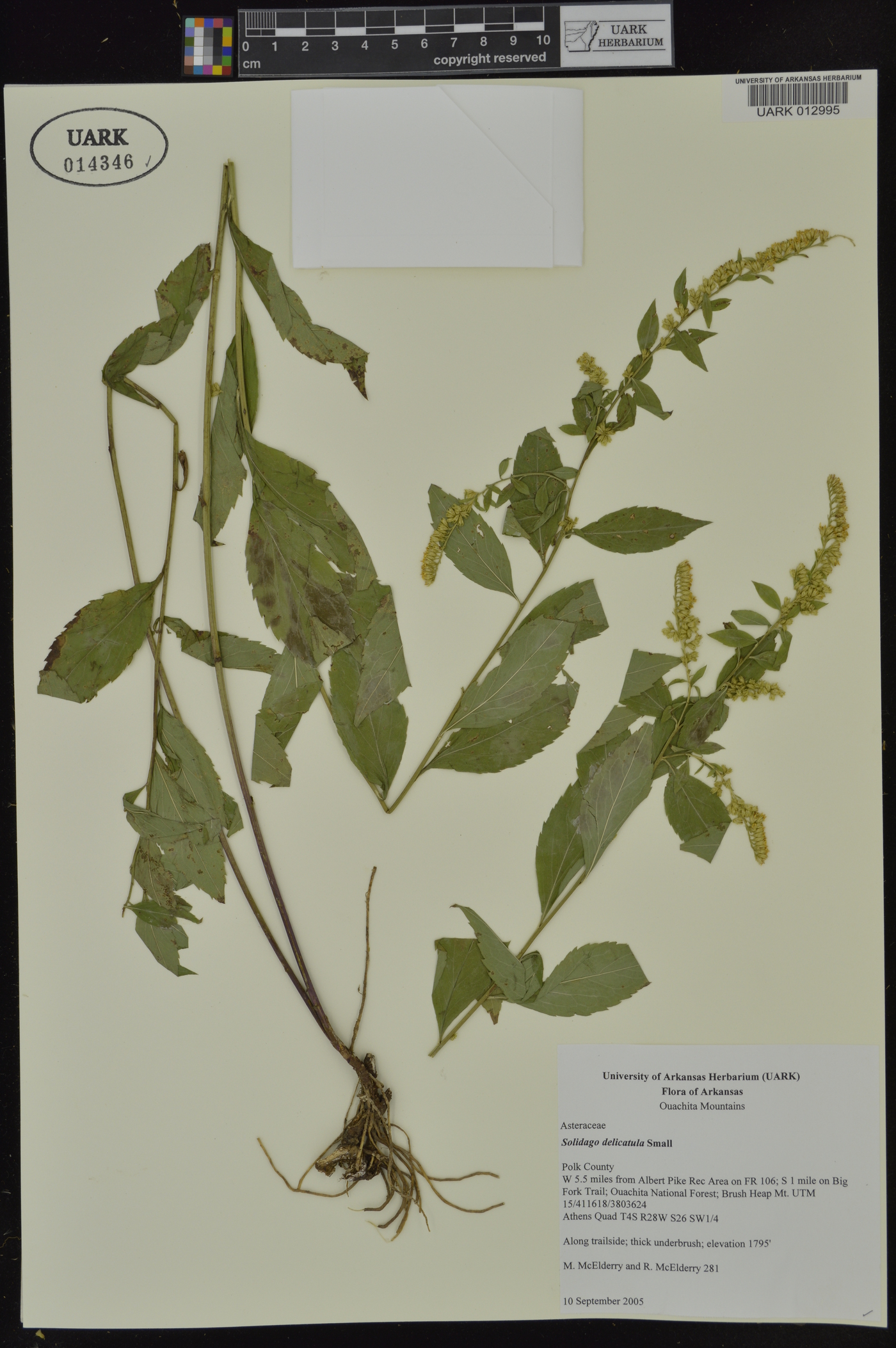 Solidago delicatula image