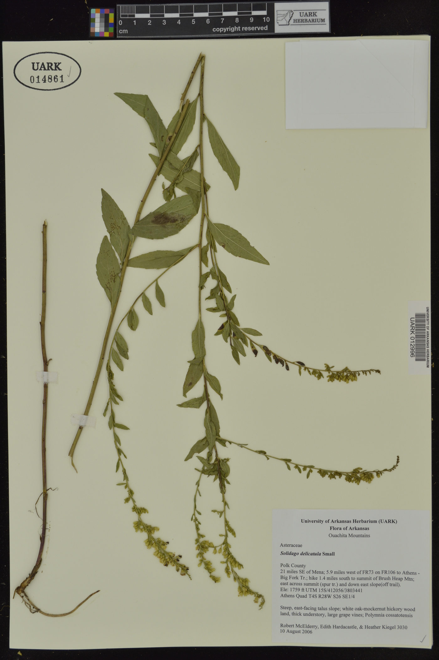 Solidago delicatula image