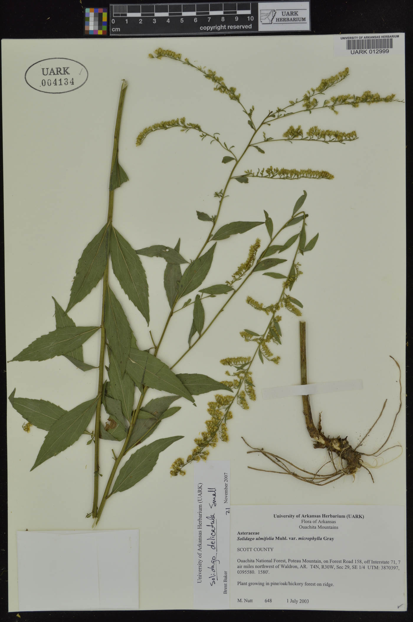 Solidago delicatula image