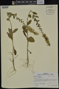 Solidago hispida image