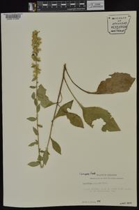 Solidago hispida image