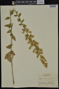 Solidago hispida image