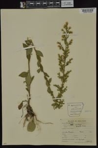 Solidago hispida image