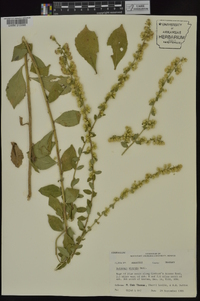 Solidago hispida image