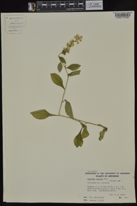 Solidago hispida image