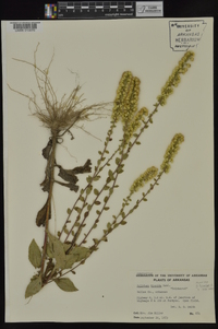 Solidago hispida image